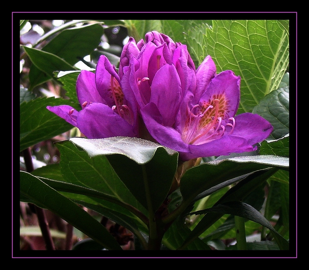 " Rhododendron et son sable du Sahara "