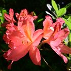 Rhododendron 