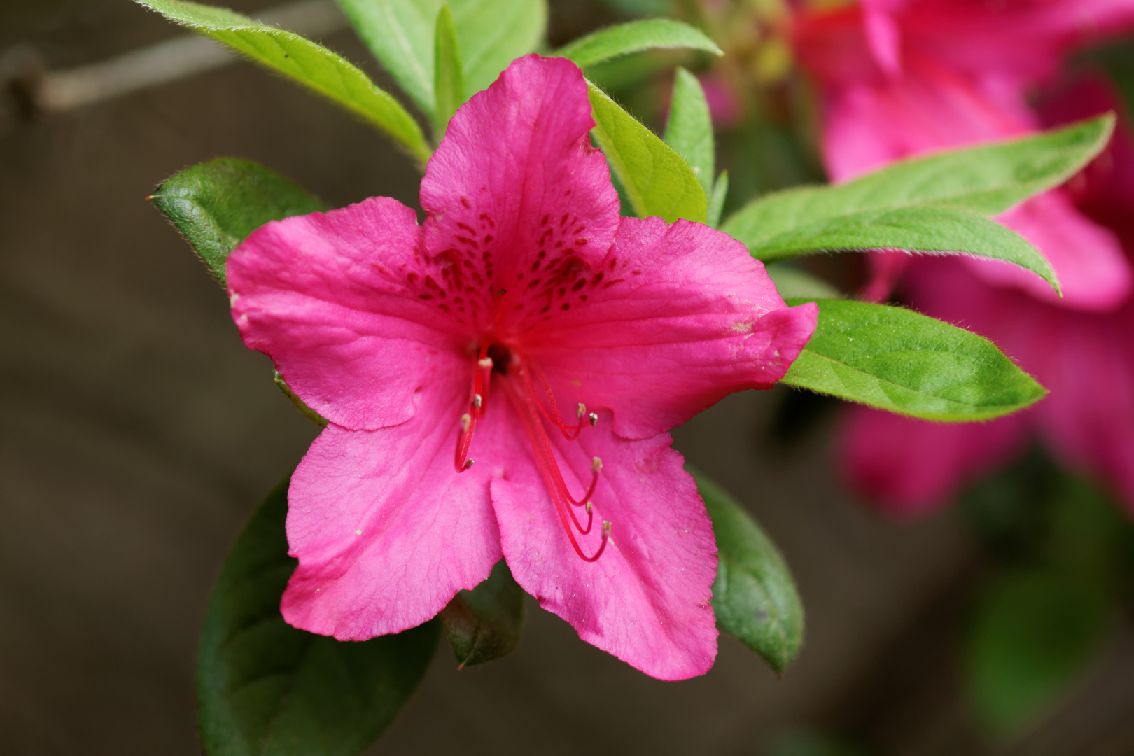 Rhododendron