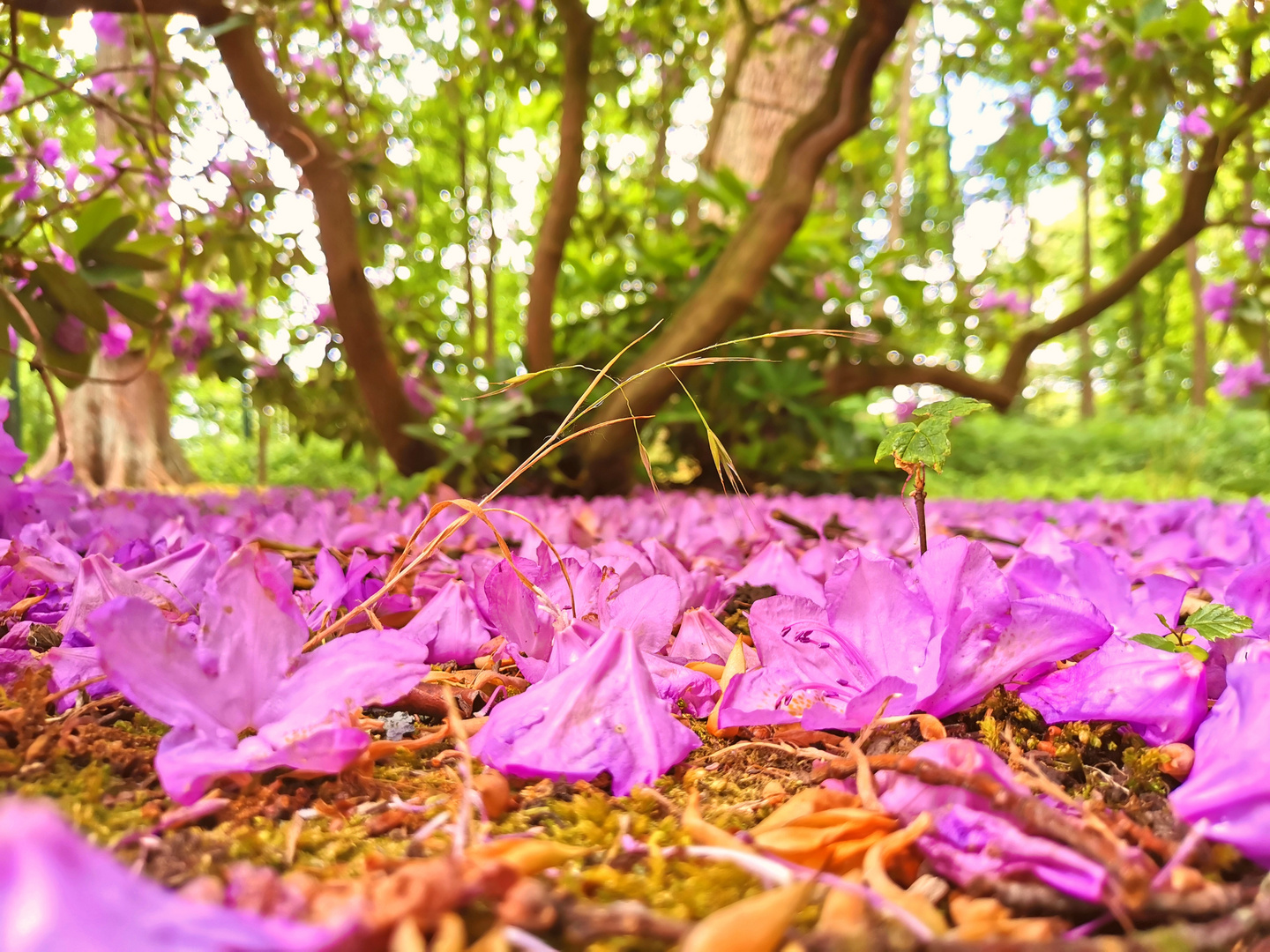 rhododendron