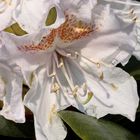 Rhododendron