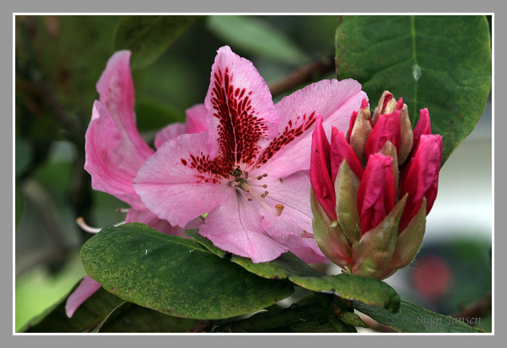 Rhododendron