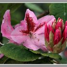 Rhododendron