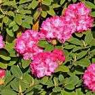 Rhododendron