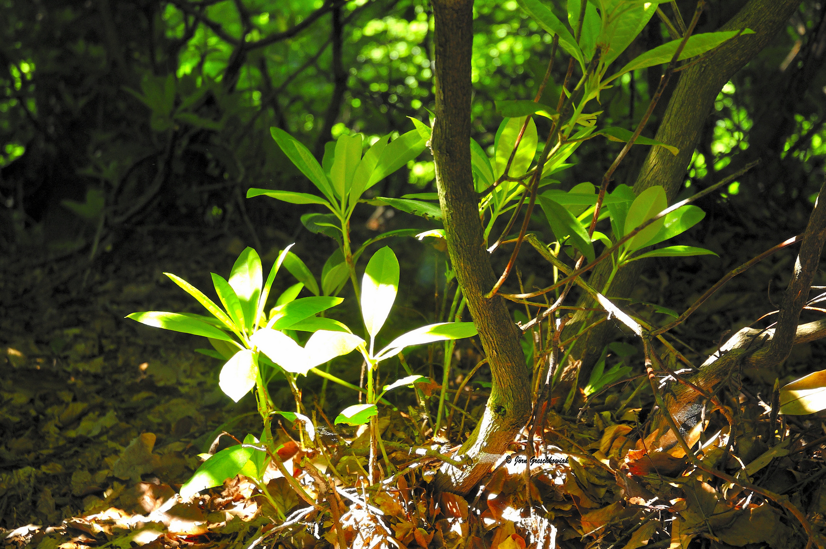 Rhododendron