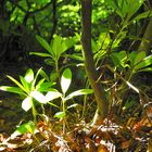 Rhododendron