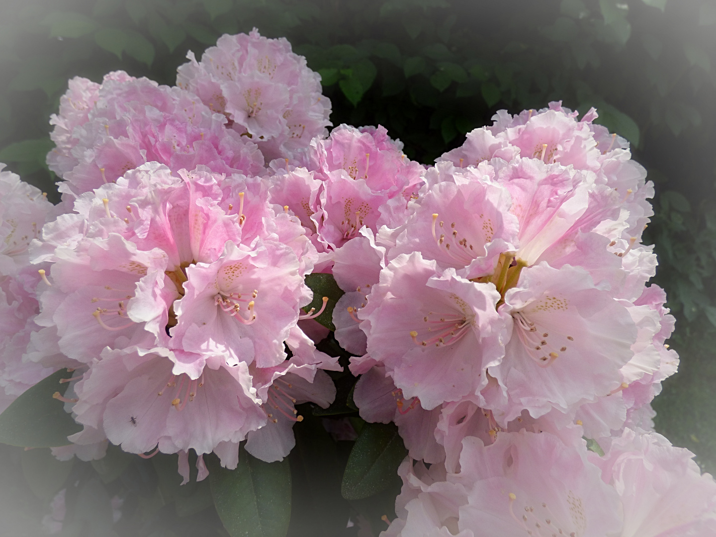 Rhododendron