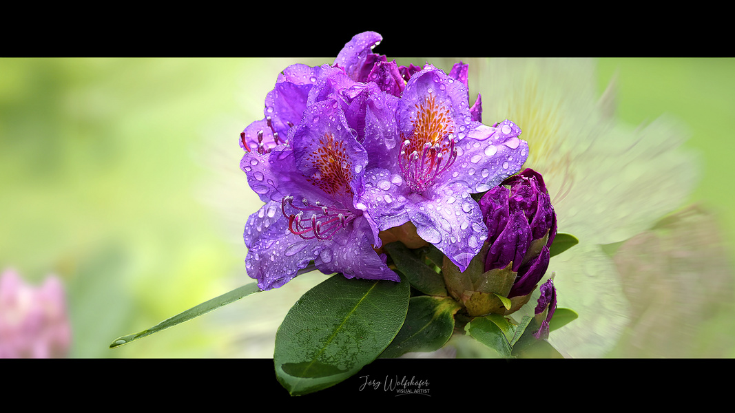 Rhododendron