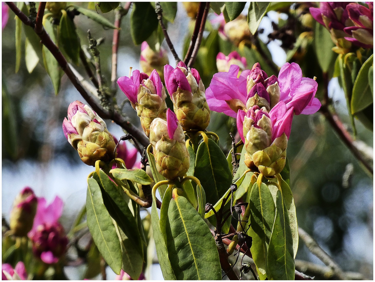 Rhododendron