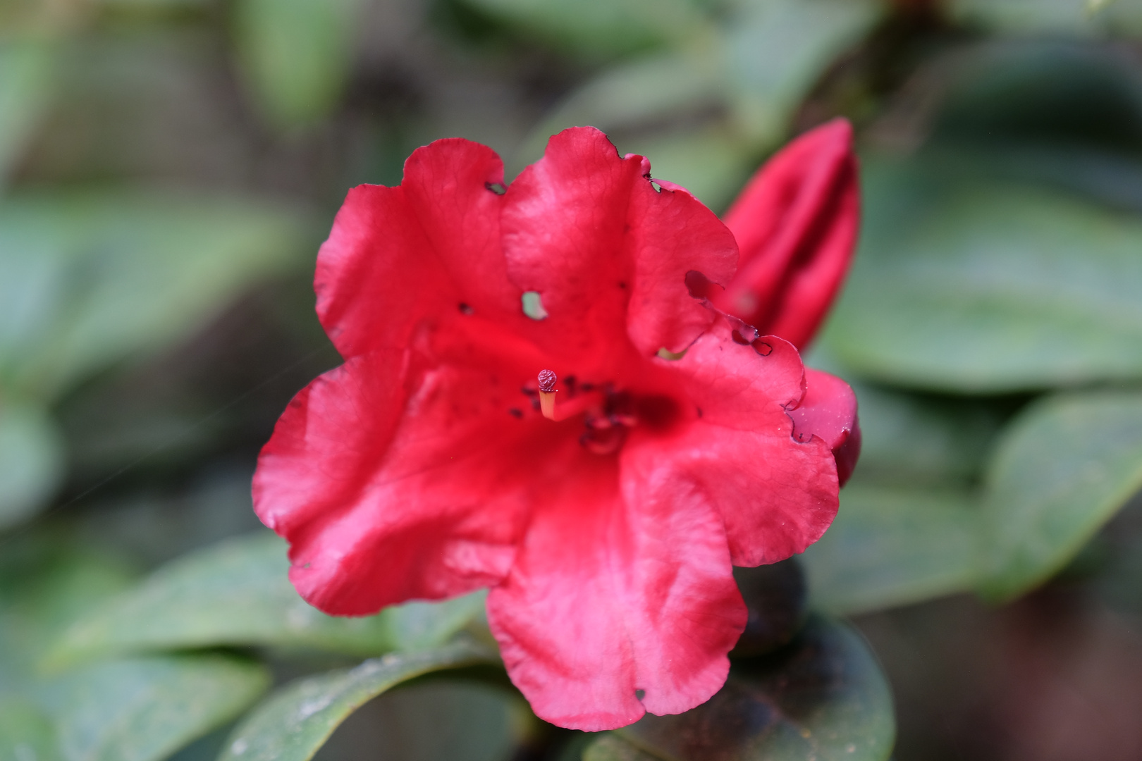 Rhododendron 