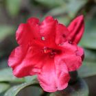 Rhododendron 