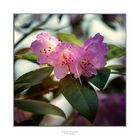 Rhododendron