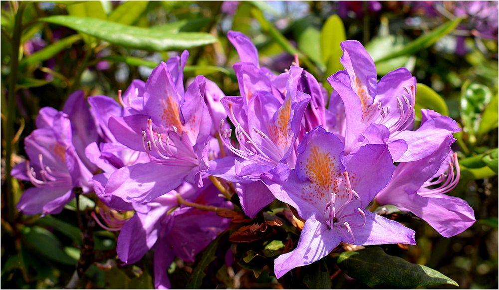 rhododendron