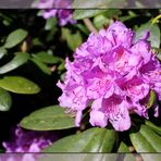   Rhododendron ...