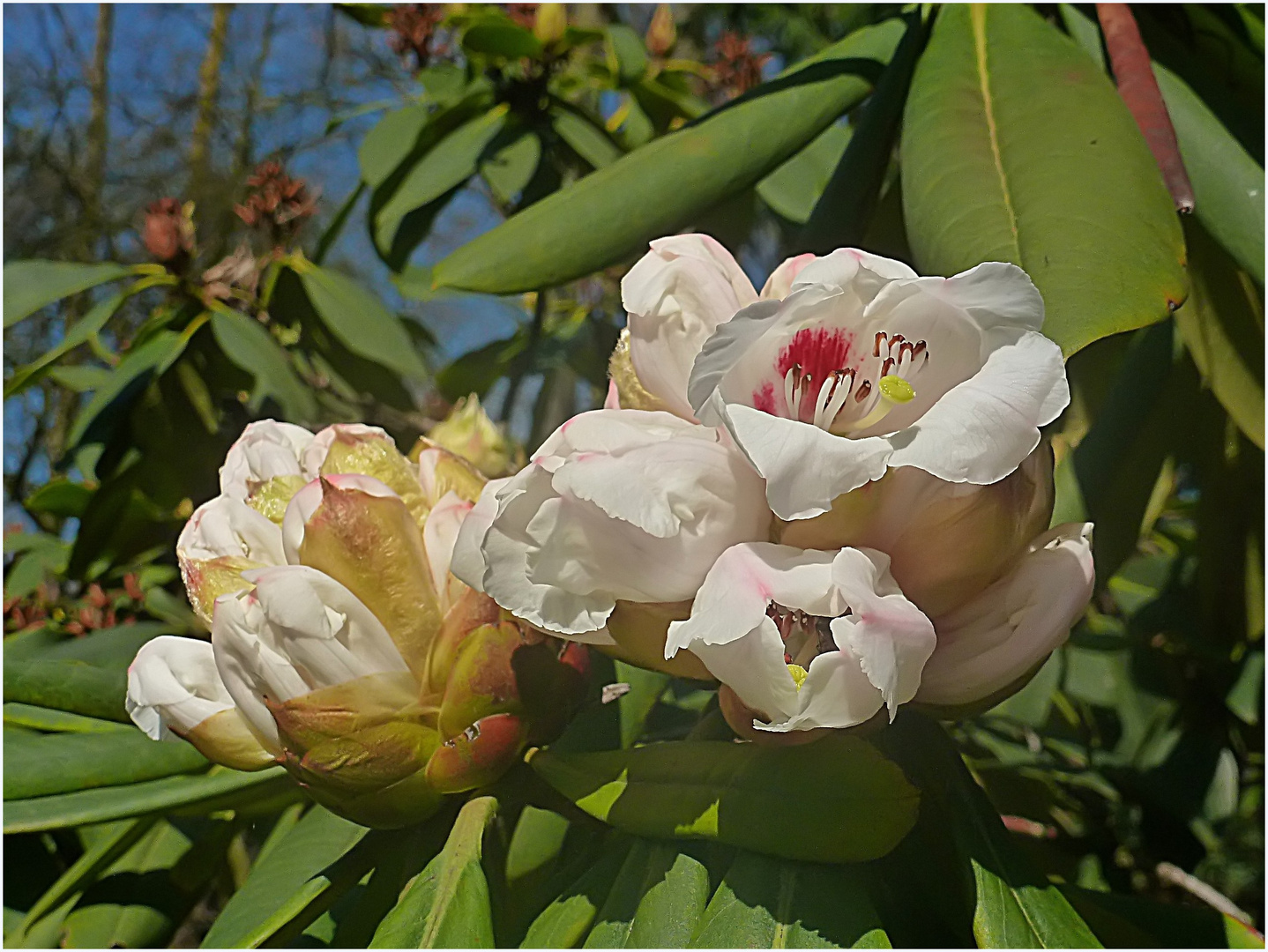 Rhododendron