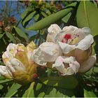 Rhododendron