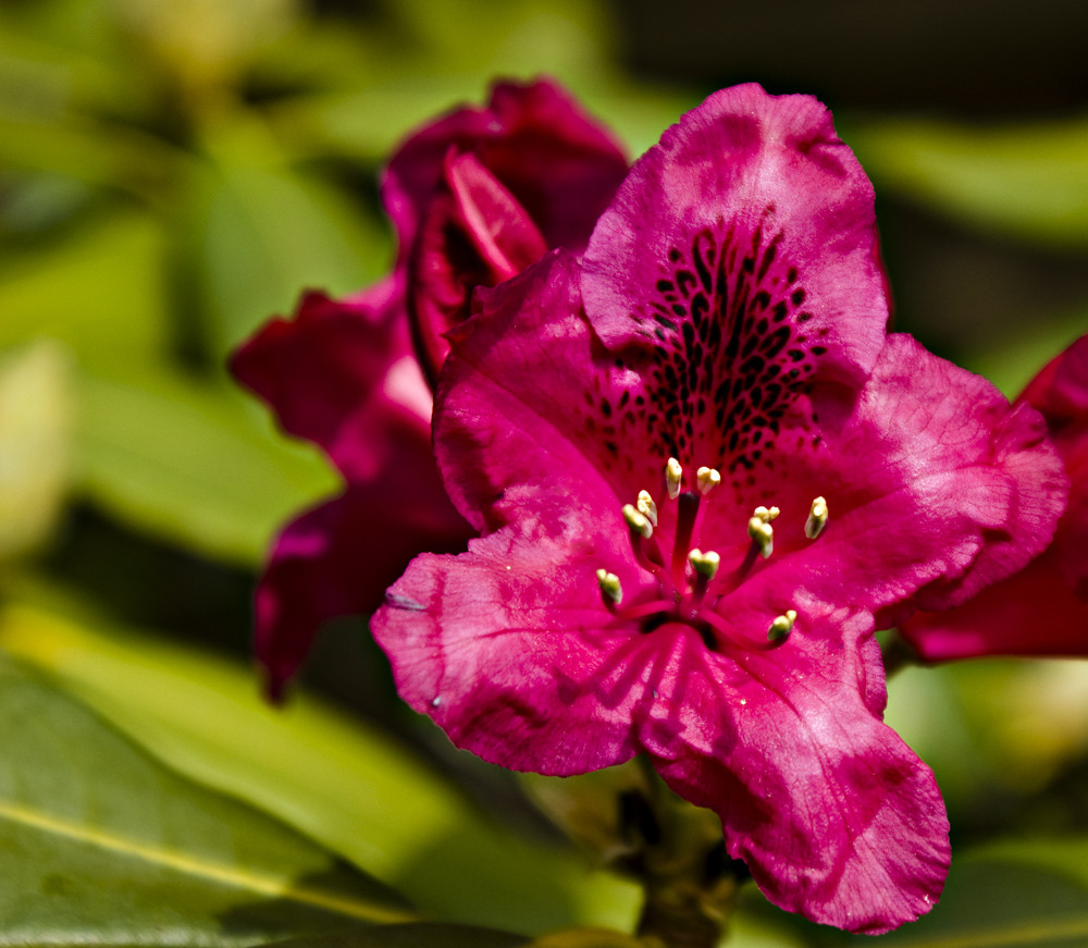 Rhododendron