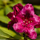 Rhododendron