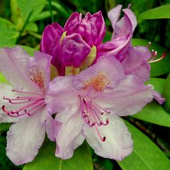 Rhododendron