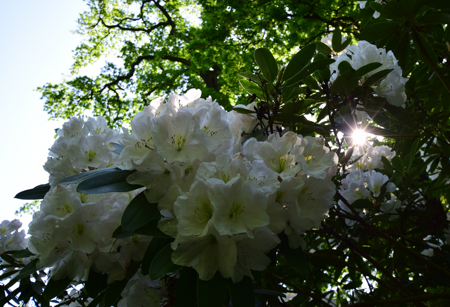 Rhododendron 