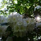 Rhododendron 