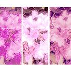 Rhododendron Farbtöne