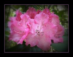 rhododendron