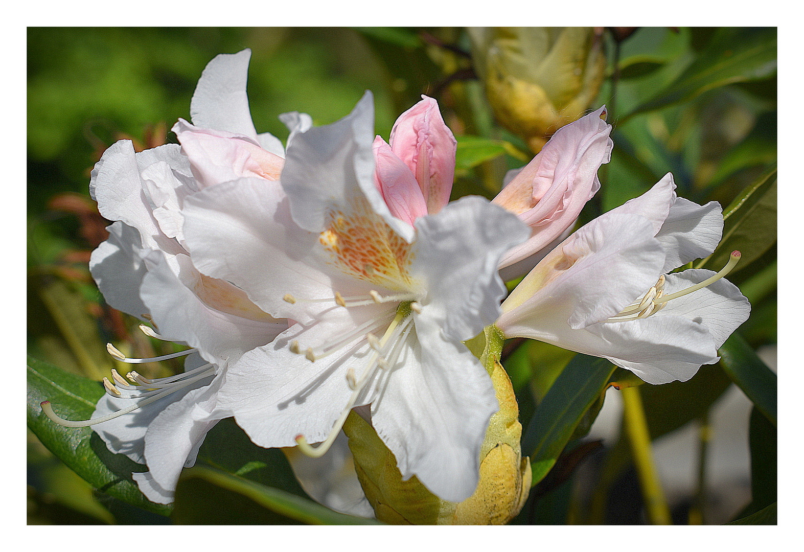 rhododendron