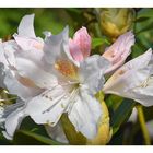 rhododendron