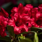 Rhododendron