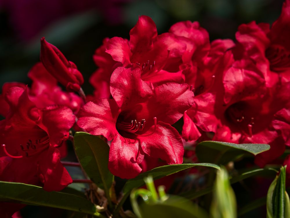 Rhododendron