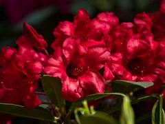 Rhododendron