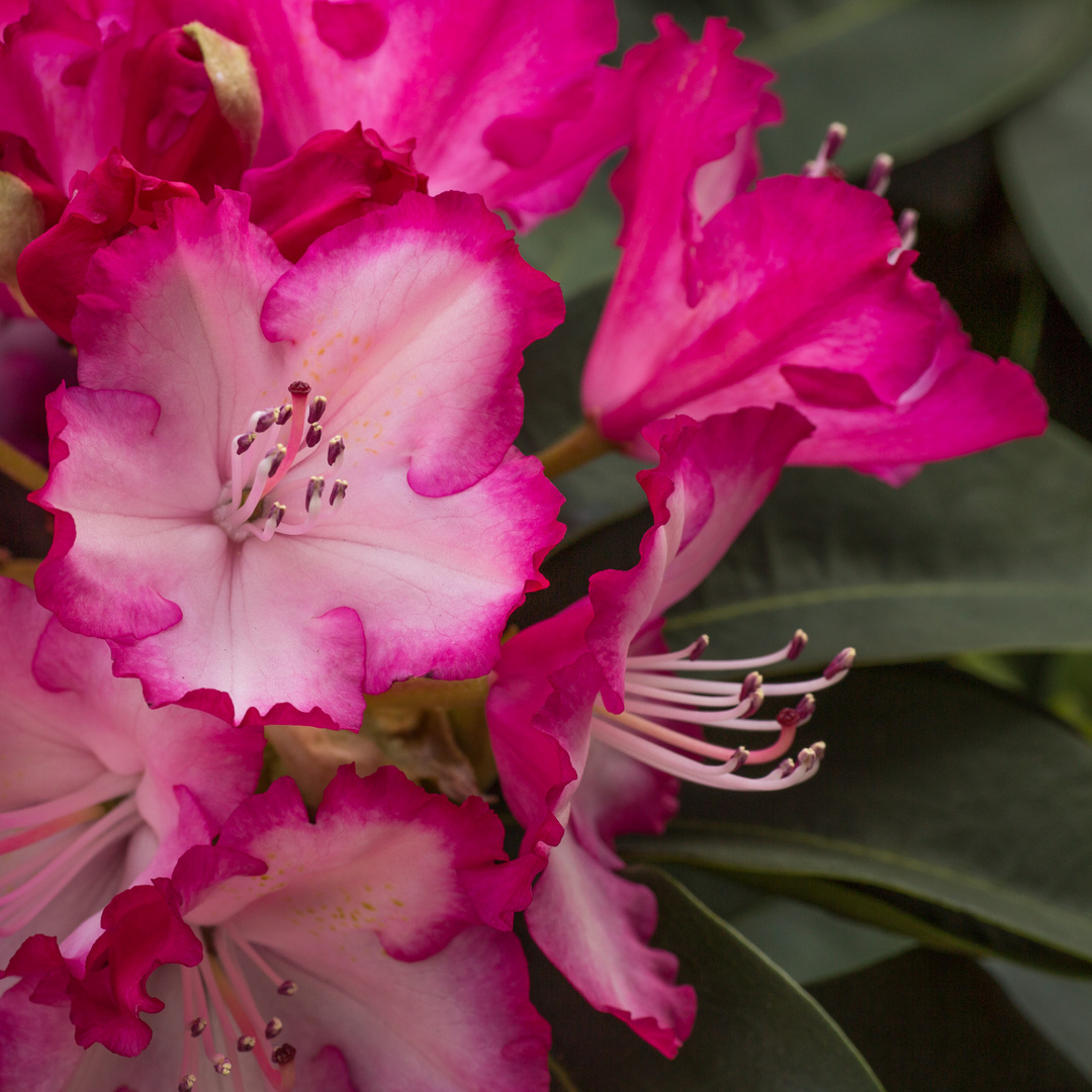 Rhododendron