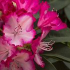 Rhododendron