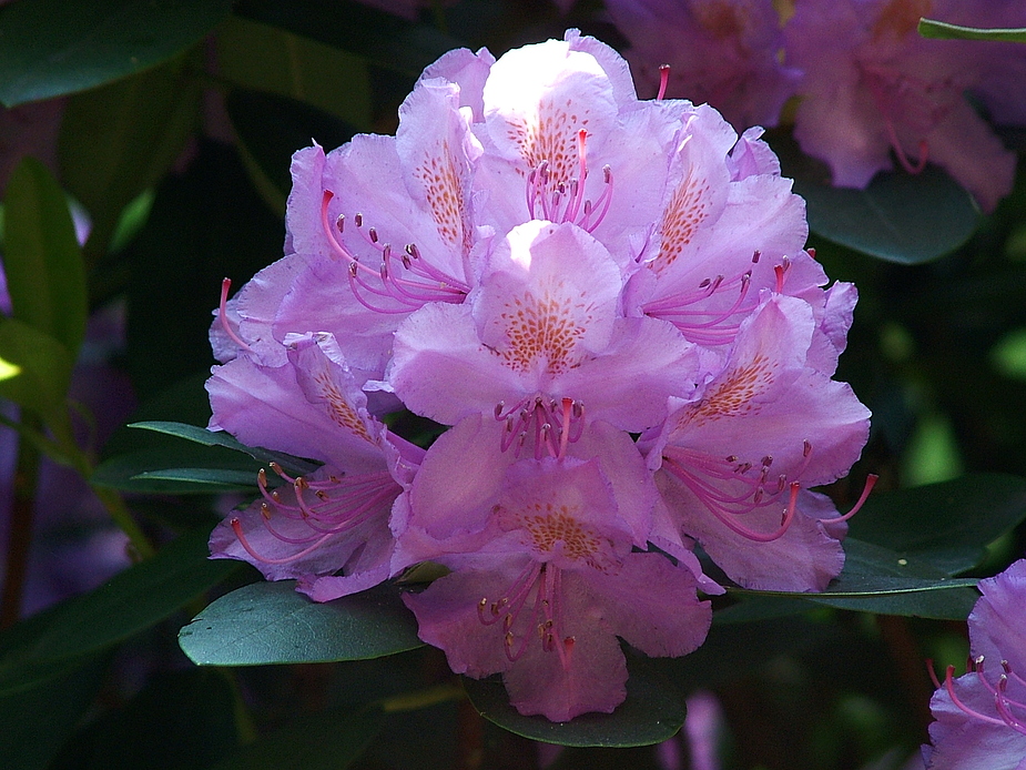 Rhododendron