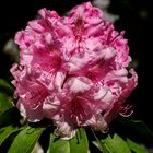 Rhododendron