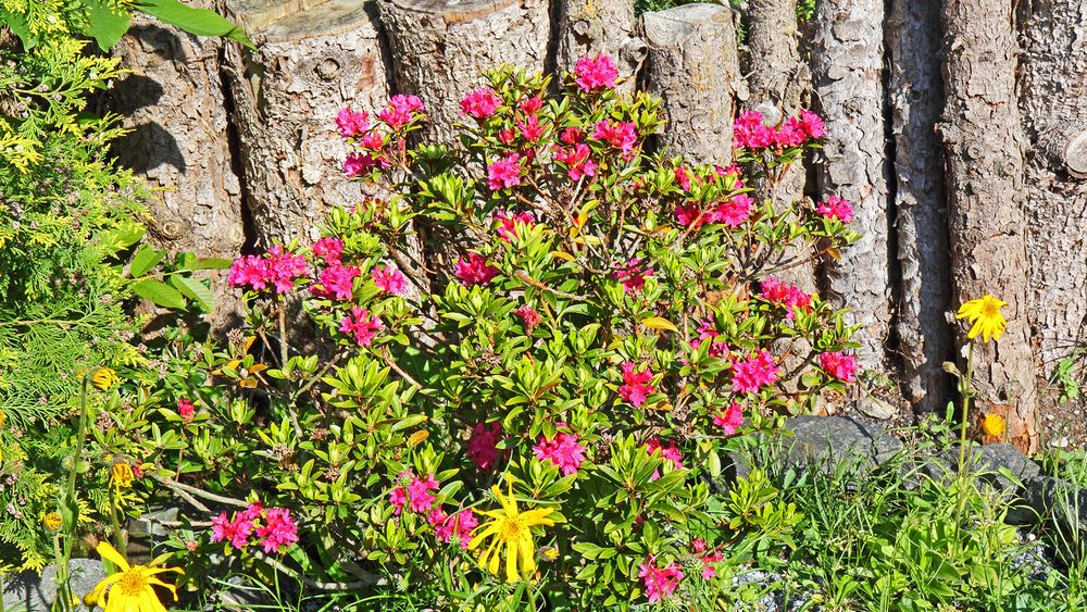 Rhododendron ferruginaeum, eine der Pflanzenpersönlichkeiten seit über zehn Jahren...