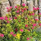 Rhododendron ferruginaeum, eine der Pflanzenpersönlichkeiten seit über zehn Jahren...