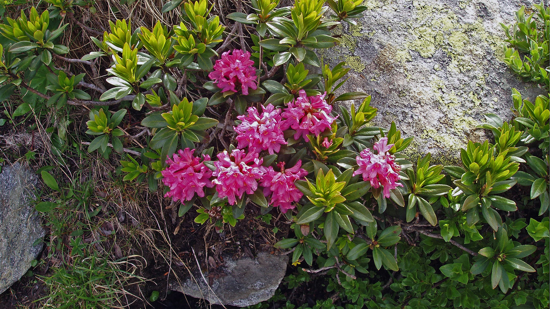 Rhododendron ferruginaeum - Rostblättrige Alpenrose Foto & Bild | rostblättrige alpenrose ...