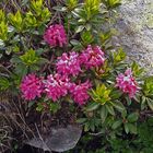 Rhododendron ferruginaeum - Rostblättrige  Alpenrose