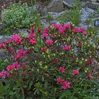 Rhododendron ferruginäum - rostrote Alpenrose, die auf sauerem Substrat stehen muß...