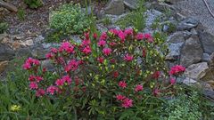 Rhododendron ferruginäum - rostrote Alpenrose, die auf sauerem Substrat stehen muß...