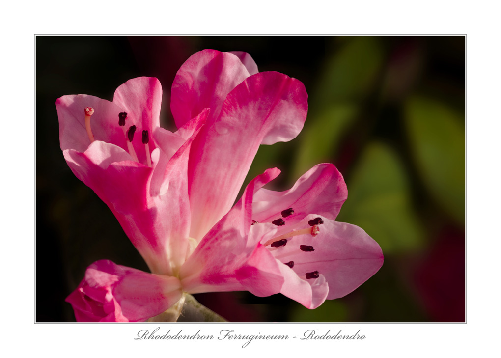 Rhododendron Ferrugineum - Rododendro