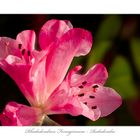 Rhododendron Ferrugineum - Rododendro