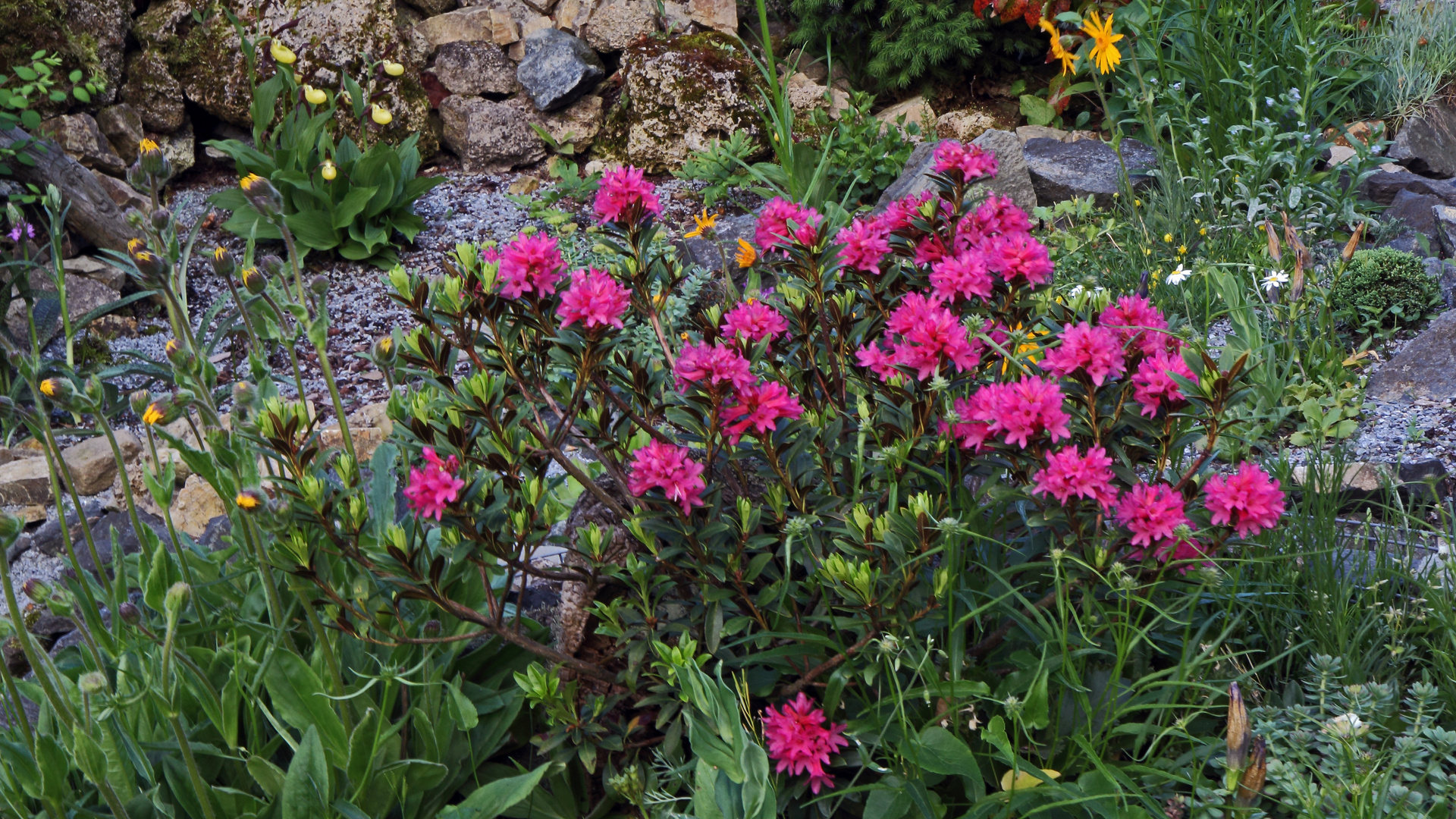 Rhododendron ferrugineum - Rostblättrige Alpenrose und...