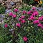 Rhododendron ferrugineum - Rostblättrige Alpenrose und...