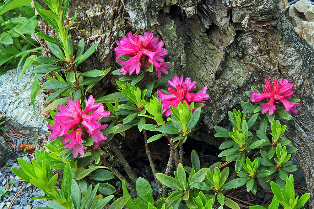 Rhododendron feruginaeum