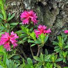 Rhododendron feruginaeum