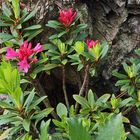 Rhododendron feruginaeum