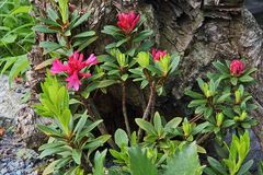 Rhododendron feruginaeum